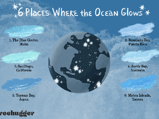 8 incredible places where the ocean glows creatures gif medium