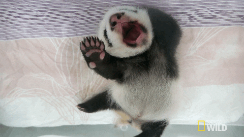 tired panda gif by nat geo wild find share on giphy medium