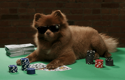 dogs playing poker pomeranian gif by bertie the pom find share medium