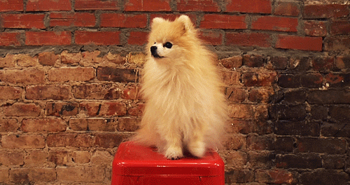 dog sxsw gif find share on giphy medium