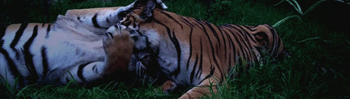 relaxed tiger gif find share on giphy medium