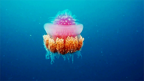 there are definitely some weird jellies out there marinebiologygifs medium