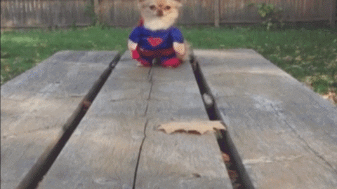 dog running gif by america s funniest home videos find medium