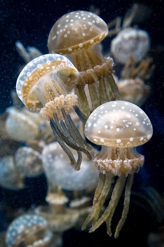 207 best jellyfish anemone etc images on pinterest jellyfish medium