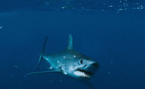 10 crazy facts about sharks that ll scare the sh t out of you medium
