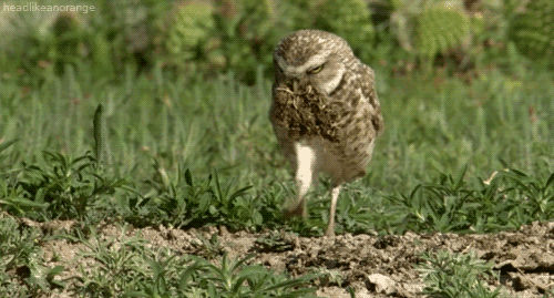bbc natural world owl gif by head like an orange find medium