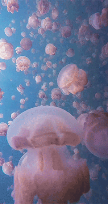 jellyfish gif under the ocean sea pinte medium
