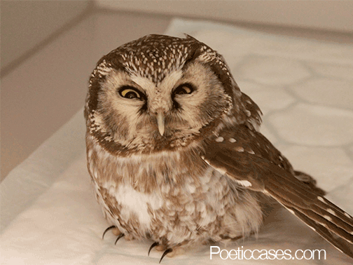 owls gifs wifflegif medium