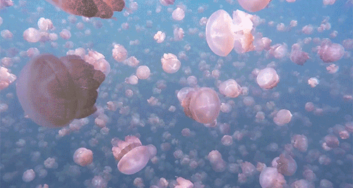 the jellyfish stings tumblr medium