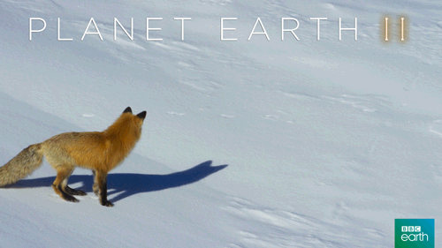 fail planet earth 2 gif by bbc earth find share on giphy medium