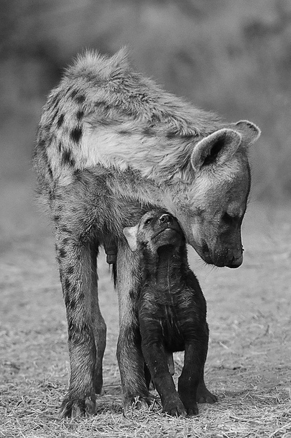 hyena mom and cub b w all other animals pinterest hyena medium