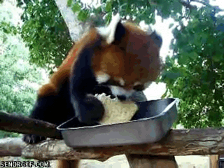 this red panda is eating a sandwich se or gif funny gifs medium