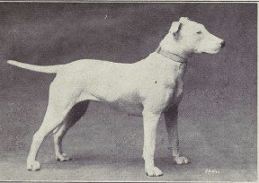 how a century of breeding improvement has turned once healthy dogs medium