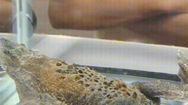 birth toad gif find share on giphy medium