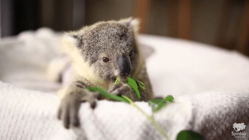 baby koala basket gif on gifer by kezel medium