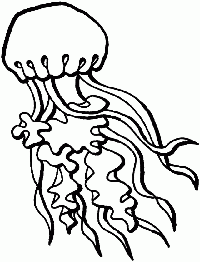 sketches fish google search art pinterest jellyfish medium