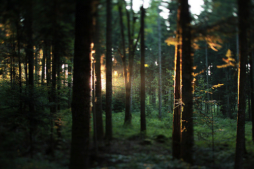 grezlycub magic forest medium