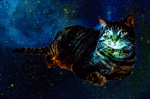cats in space space animals gif on gifer by grogore medium