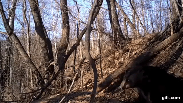 incredible footage of a sleepy black bear slowly emerging from his medium