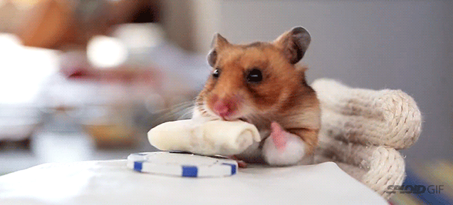a tiny hamster eating tiny burritos gifs medium