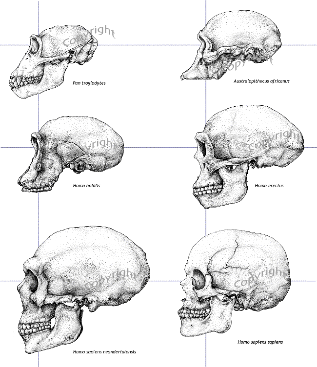 gibbon human chimpanzee google search archaeology pinterest medium
