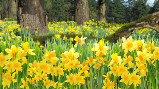 daffodil peek a boo cbbc bbc medium