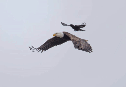 eagle crow rides gif on gifer by goldfury medium