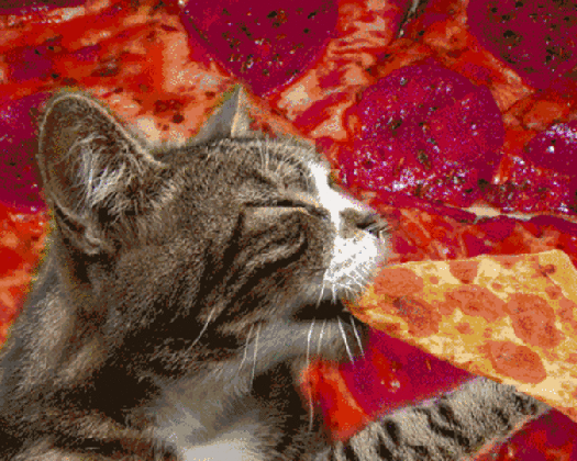 trippy cat eating pizza pictures photos and images for facebook tumblr pinterest and twitter medium