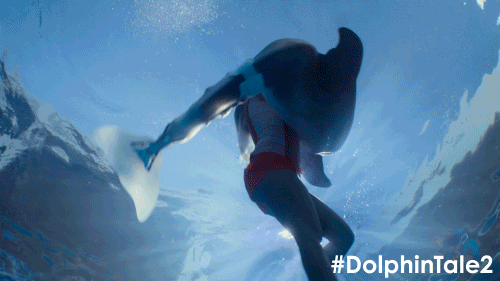 dolphin tale 2 gifs get the best gif on giphy medium