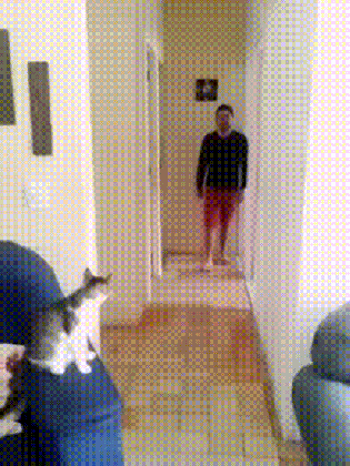 man and cat gifs get the best gif on giphy medium