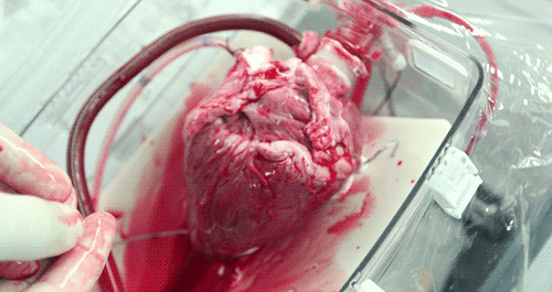 image gallery human heart pumping medium