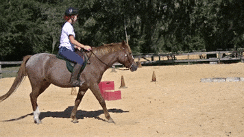 bucking horse gifs get the best gif on giphy medium