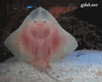 apparently stingrays have weird baby leg things funny pictures medium