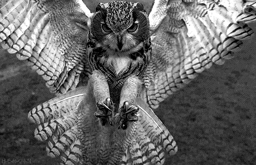 flying owl gif tumblr medium