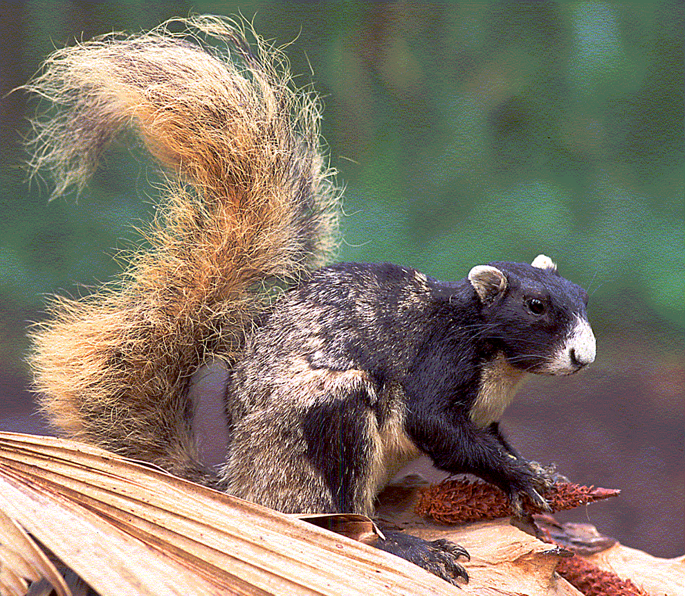 sherman s fox squirrel they really look like monkeys when they are medium