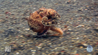 monterey bay aquarium cephalopodweek have you ever seen an octopus medium