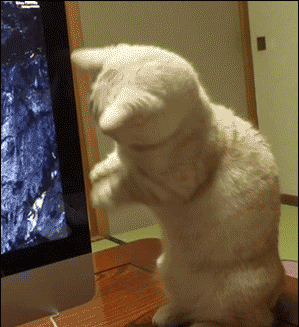 29 cats who didn t see you there cat animal and gifs medium