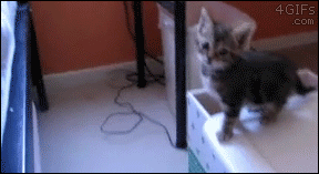 11 gifs of cats jumping to new heights this caturday i can has medium