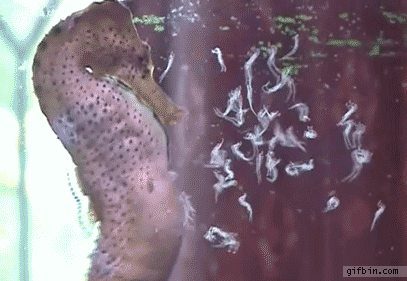 birth seahorse gif find share on giphy medium