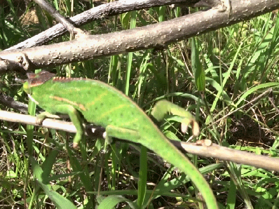 canopy chameleon wikipedia medium