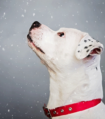 snow falling dog cinemagraph fetch stock medium