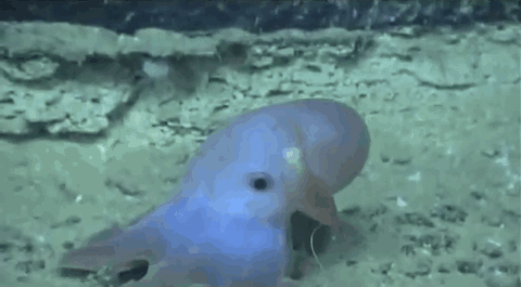 17 adorable sea creatures swimming in cuteness creatures swimming medium