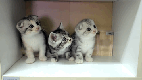 these three kittens dancing in unison is the cutest thing ever medium