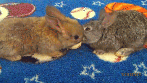 baby bunnies eating bananas gif cute bunnies bunny discover medium
