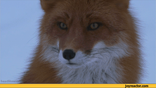 animals fox gif gif animation animated pictures medium