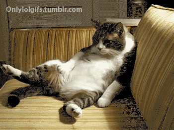 cat fat lazy gif on gifer by aralen medium
