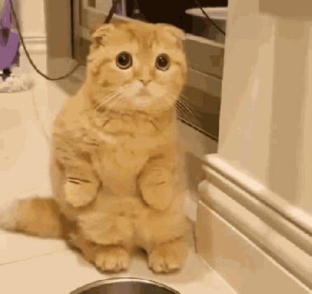 funny animals cats gif funnyanimals cats wave discover medium