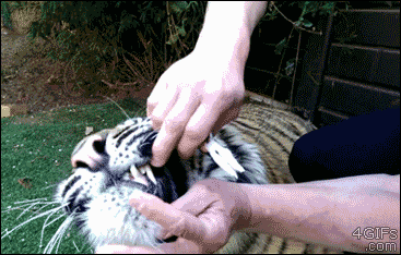 peter morwood 4gifs tiger gets a bad baby tooth removed medium