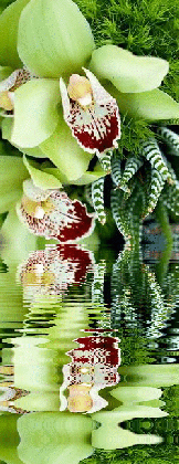 10 beautiful orchid flower animated gifs best animations medium