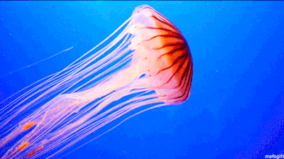 beautiful jelly fish swimming http san diego omnium medium